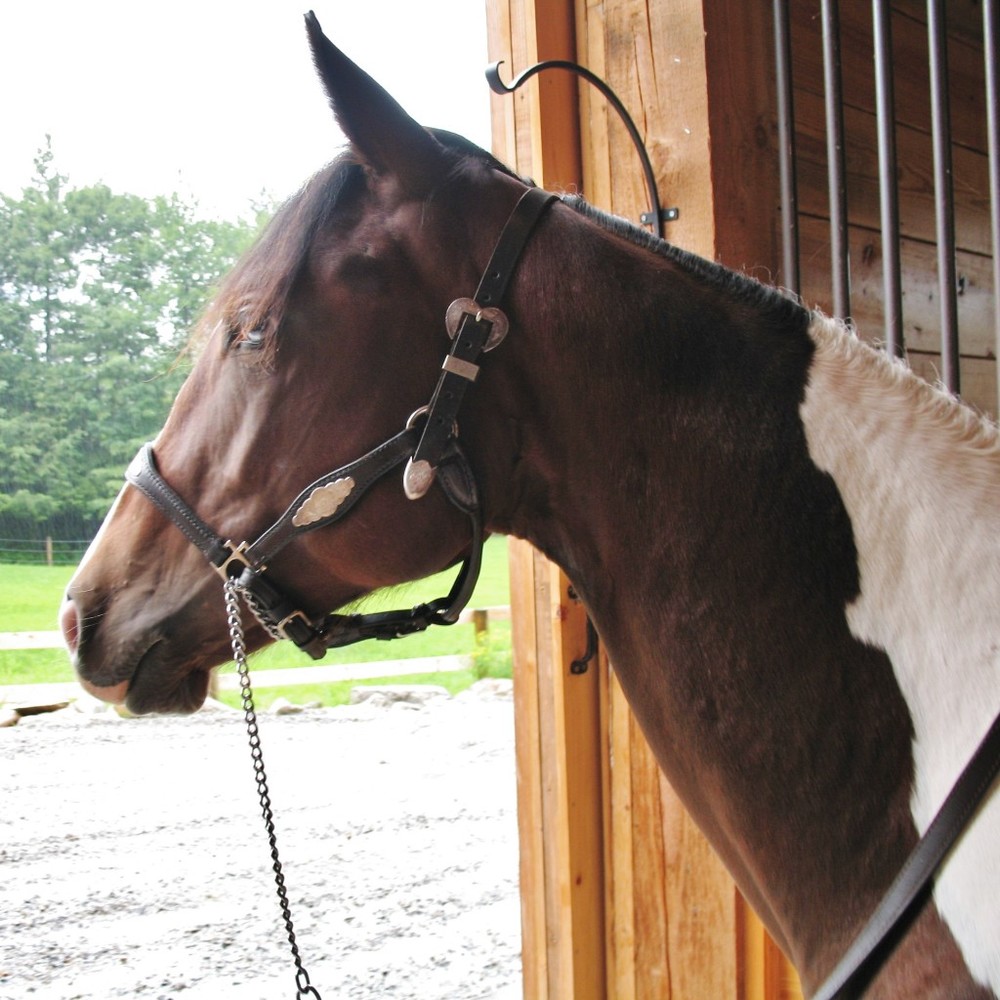 Meet your Posher, Donna